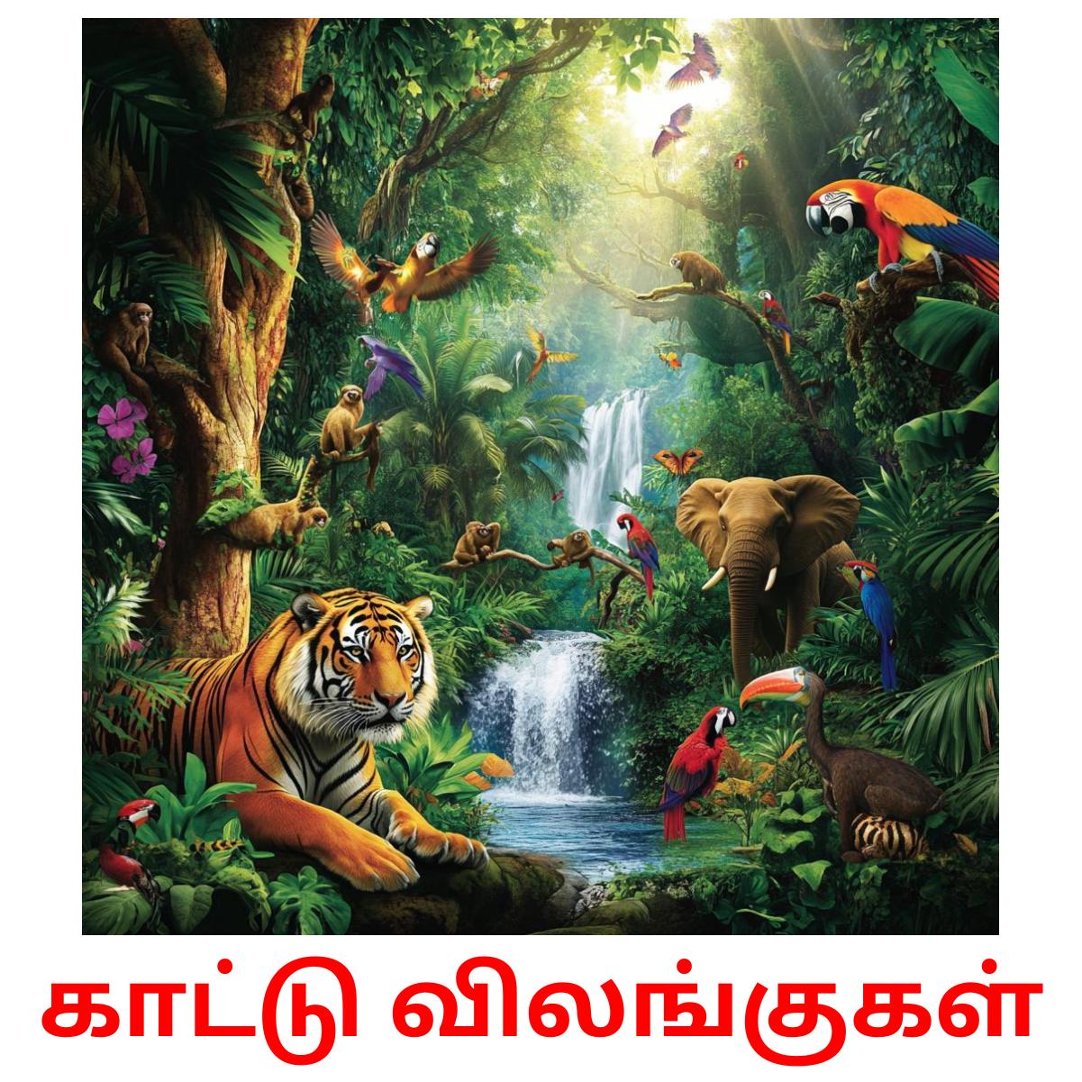 காட்டு விலங்குகள் flashcards illustrate