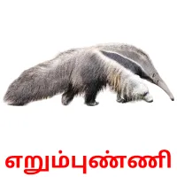 எறும்புண்ணி Bildkarteikarten