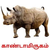 காண்டாமிருகம் Bildkarteikarten