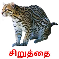 சிறுத்தை Bildkarteikarten