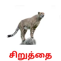 சிறுத்தை Bildkarteikarten