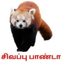 சிவப்பு பாண்டா Bildkarteikarten