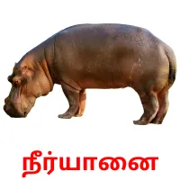 நீர்யானை Bildkarteikarten