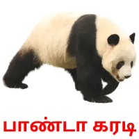 பாண்டா கரடி Bildkarteikarten