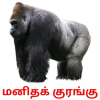 மனிதக் குரங்கு Bildkarteikarten