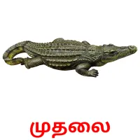 முதலை Bildkarteikarten