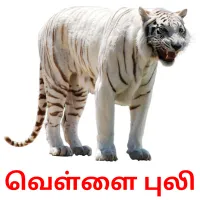 வெள்ளை புலி Bildkarteikarten