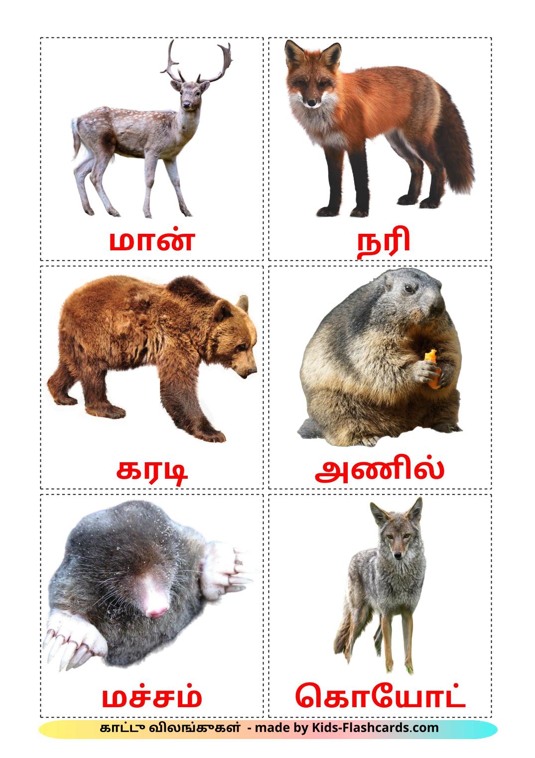 Лесные животные - 22 Карточки Домана на тамильском