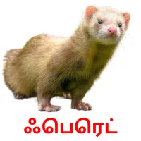 ஃபெரெட் Bildkarteikarten