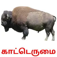 காட்டெருமை Bildkarteikarten