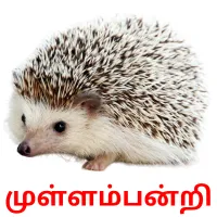 முள்ளம்பன்றி Bildkarteikarten