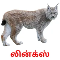 லின்க்ஸ் Bildkarteikarten