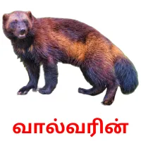 வால்வரின் Bildkarteikarten