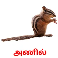 ​ ​அணில் Bildkarteikarten