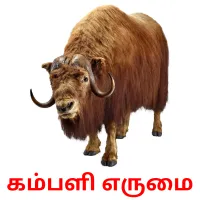 கம்பளி எருமை Bildkarteikarten