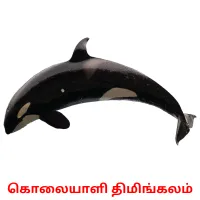 கொலையாளி திமிங்கலம் Bildkarteikarten