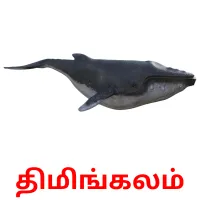 திமிங்கலம் Bildkarteikarten