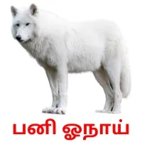 பனி ஓநாய் Bildkarteikarten