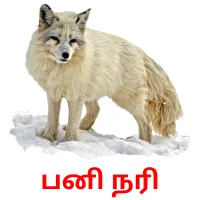 பனி நரி Bildkarteikarten