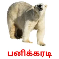 பனிக்கரடி Bildkarteikarten