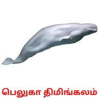 பெலுகா திமிங்கலம் Bildkarteikarten