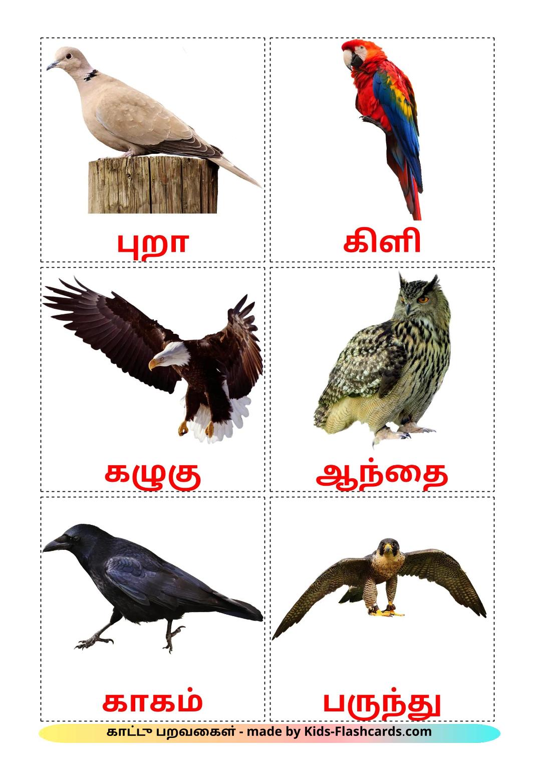 Wildvögel - 19 kostenlose, druckbare Tamilisch Flashcards 