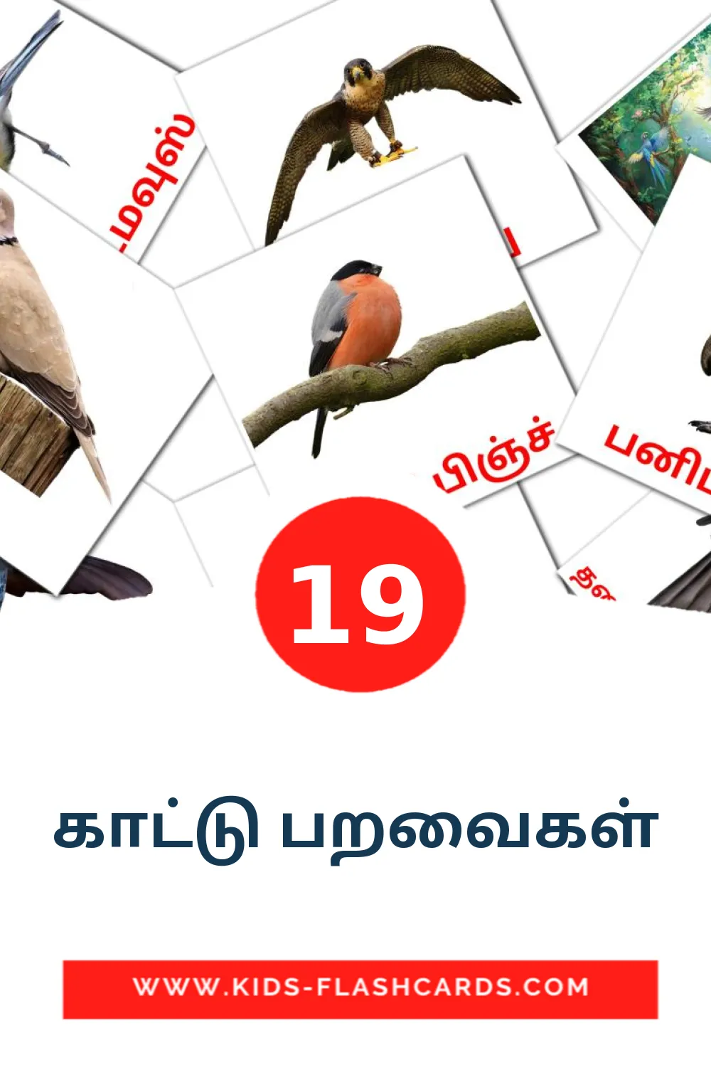 19 காட்டு பறவைகள் Bildkarten für den Kindergarten auf Tamilisch