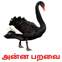 அன்ன பறவை Bildkarteikarten