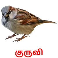 குருவி Bildkarteikarten