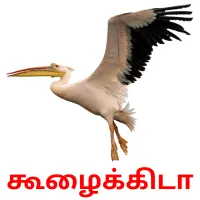 கூழைக்கிடா Bildkarteikarten