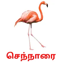 செந்நாரை Bildkarteikarten