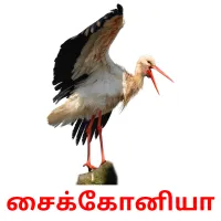 சைக்கோனியா Bildkarteikarten