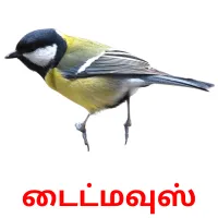 டைட்மவுஸ் Bildkarteikarten