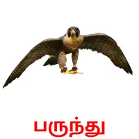 பருந்து Bildkarteikarten