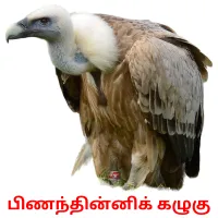 பிணந்தின்னிக் கழுகு Bildkarteikarten