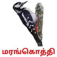 மரங்கொத்தி Bildkarteikarten