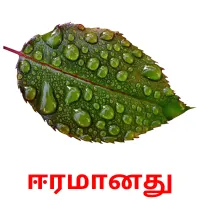 ஈரமானது Bildkarteikarten