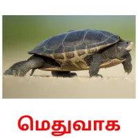 மெதுவாக Bildkarteikarten