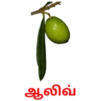 ஆலிவ் flashcards illustrate