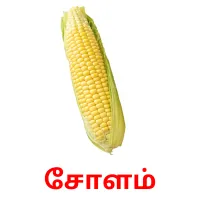 சோளம் picture flashcards