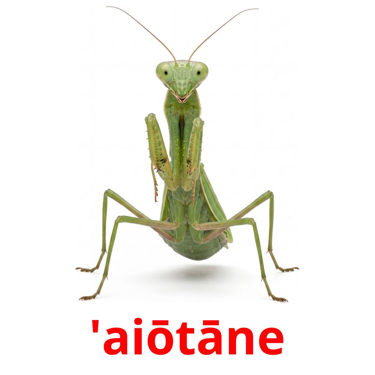 Toans Insecte 24 Printable Insects Flashcards in Tahitian (Free PDF)
