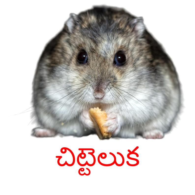 Hamster in hot sale telugu