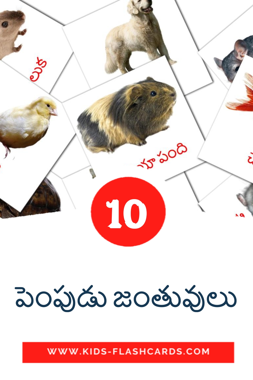 10 పెంపుడు జంతువులు Picture Cards for Kindergarden in telugu