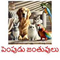 పెంపుడు జంతువులు cartes flash