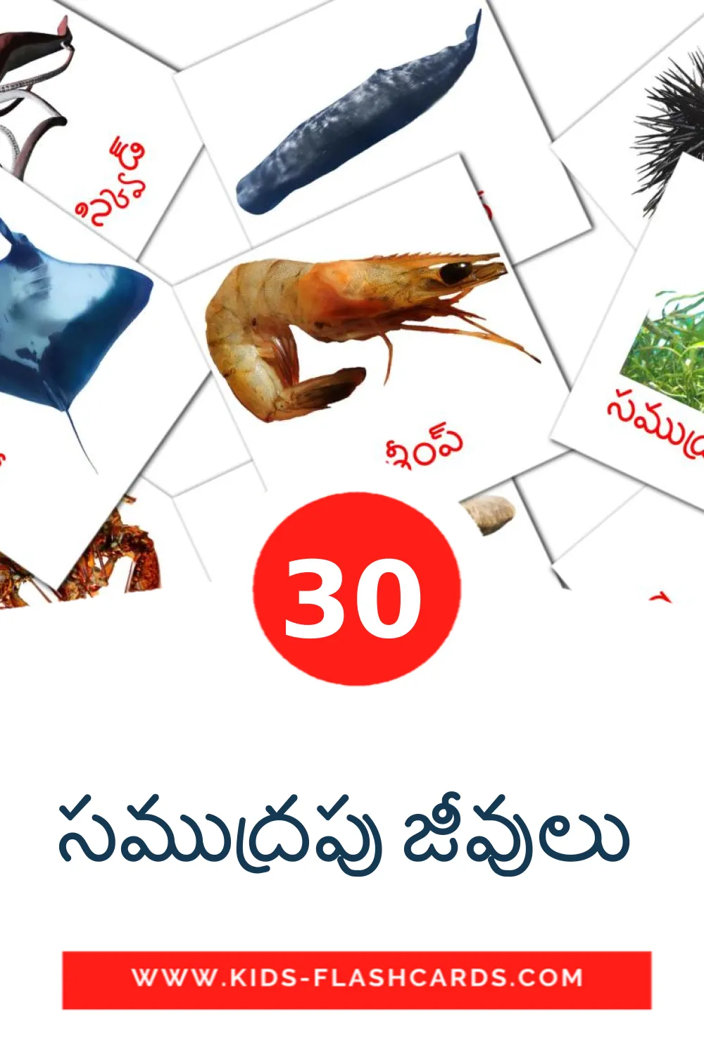 30 సముద్రపు జీవులు  Picture Cards for Kindergarden in telugu