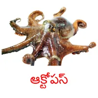 ఆక్టోపస్ picture flashcards