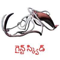 గైన్ట్ స్క్విడ్ picture flashcards
