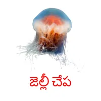 జెల్లీ చేప picture flashcards