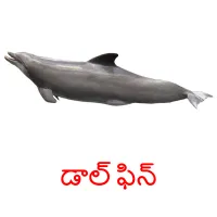 డాల్ ఫిన్ picture flashcards