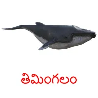 తిమింగలం picture flashcards